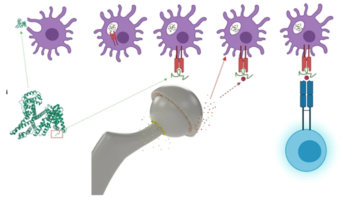 Graphic depicting allergic reaction, in drawing form, to implants