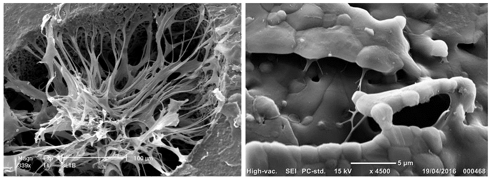 Photograph of stem cells